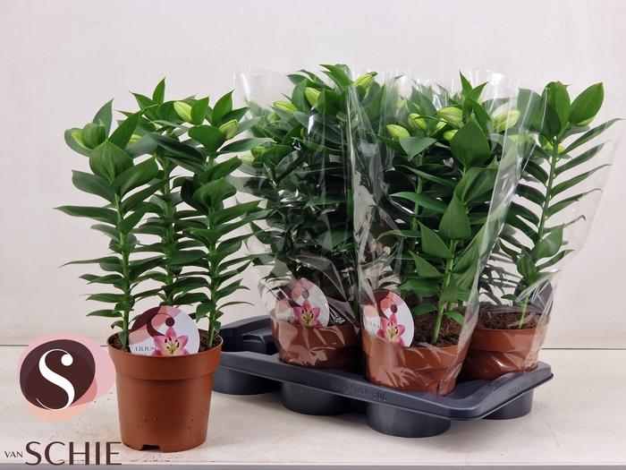 <h4>LIL OR SOUVENIR</h4>