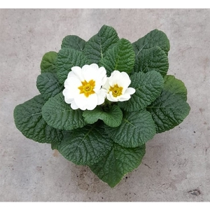 Primula ac. 'Cairo White' 10,5 cm