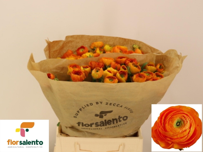 <h4>RAN EL ORANGE</h4>