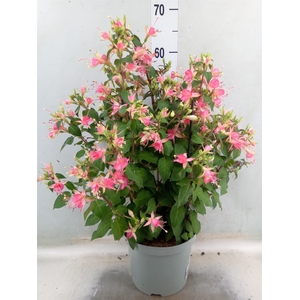 Fuchsia  'Walz Jubelteen'