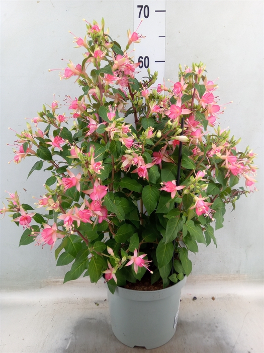 <h4>Fuchsia  'Walz Jubelteen'</h4>
