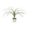 BEAUCARNEA RECURVATA P06