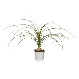BEAUCARNEA RECURVATA P06