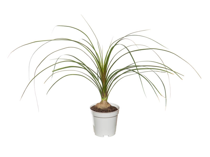 <h4>BEAUCARNEA RECURVATA P06</h4>