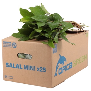 SALAL MINI ORCA AIR (par botte)