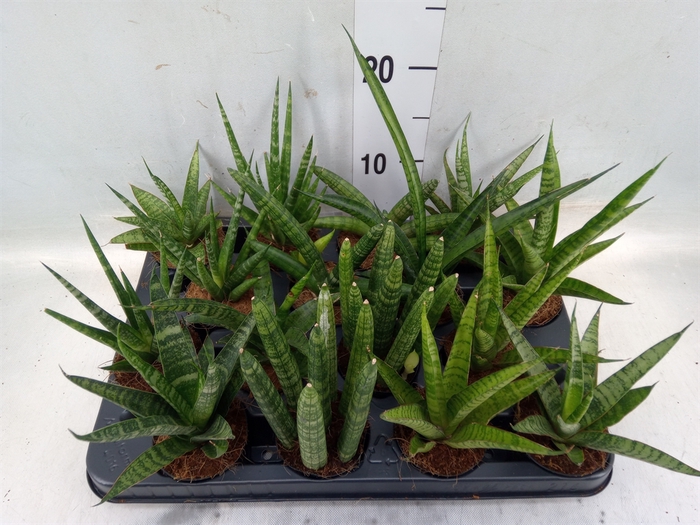 <h4>Sansevieria   ...</h4>