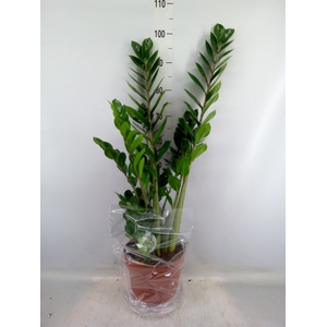 Zamioculcas zamiifolia