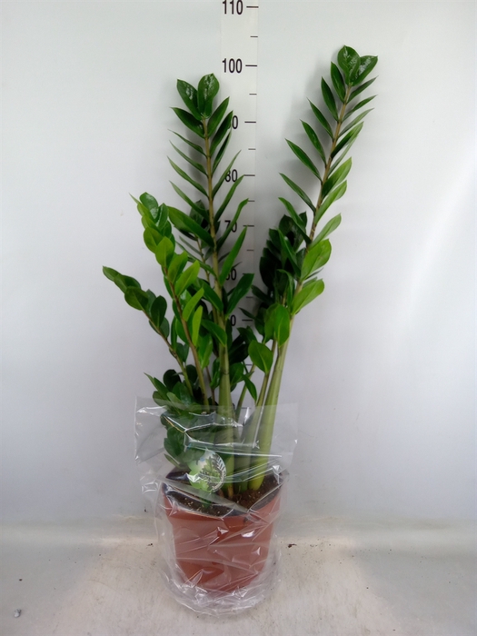 <h4>Zamioculcas zamiifolia</h4>