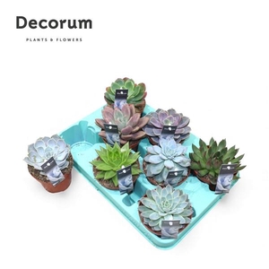 Echeveria Mix P10.5