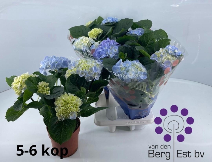 <h4>HYDR M FABOLO</h4>