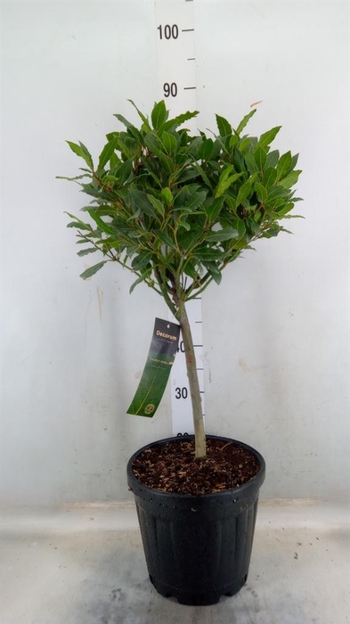 <h4>Laurus nobilis</h4>