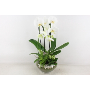 arr2 PL - Glas Olay phal wit