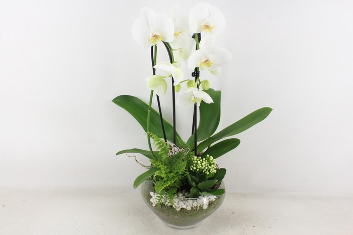 <h4>arr2 PL - Glas Olay phal wit</h4>