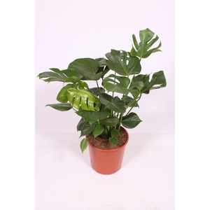 Monstera deliciosa