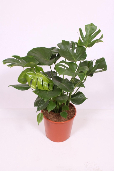 <h4>Monstera deliciosa</h4>