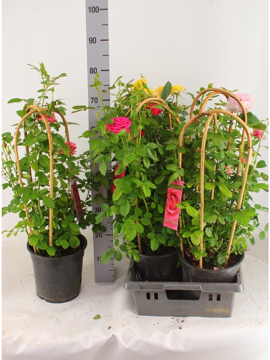 <h4>ROSA FL SELECT GEM</h4>