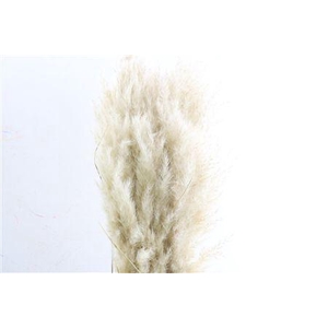 DRY CORTADERIA EVITA NATUREL