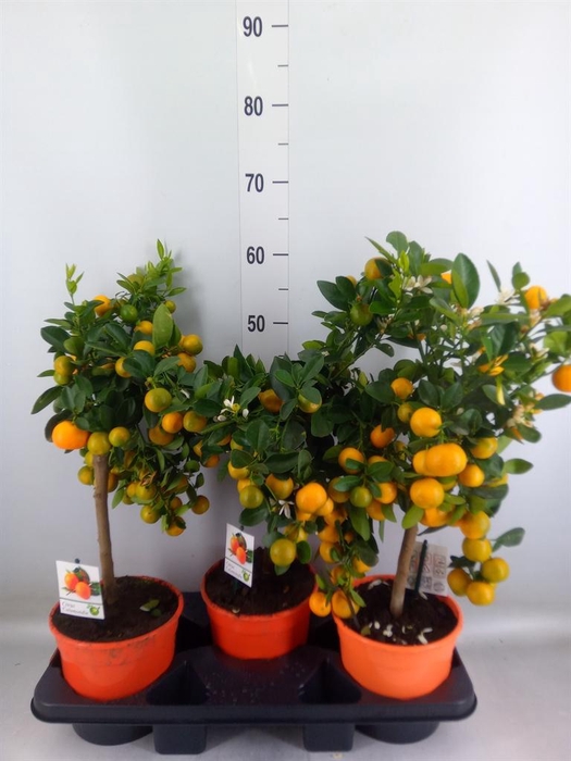 <h4>Citrus   ...</h4>