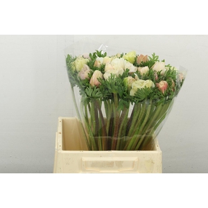 Anemone Mistral Plus White Super