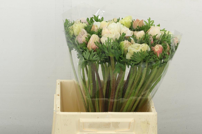 <h4>Anemone Mistral Plus White Super</h4>