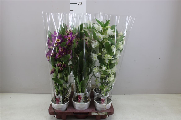 Dendrobium Nobilee Mix 2 Tak