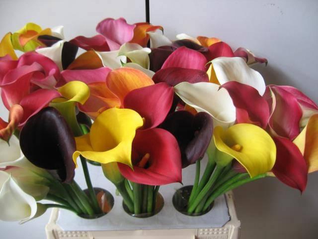 <h4>ZANT GEM IN BOS</h4>