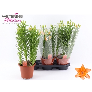 LIL AS TINY DOUB YOU