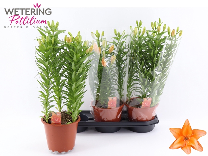 <h4>LIL AS TINY DOUB YOU</h4>