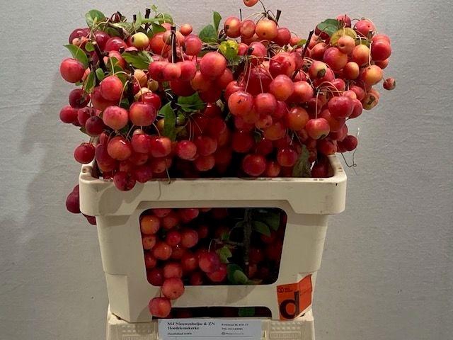 <h4>MALUS RED SENTINEL</h4>