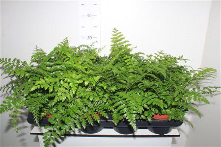 <h4>Asple Parvati</h4>