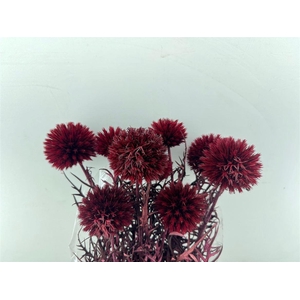 Pres Echinops 10pc Bordeaux Bunch