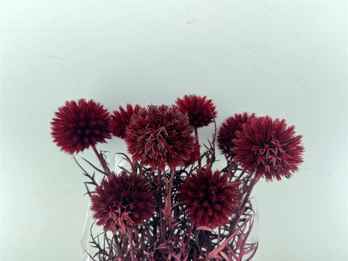 <h4>Pres Echinops 10pc Bordeaux Bunch</h4>