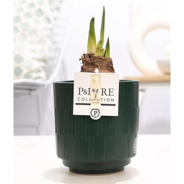 <h4>Hippeastrum white in P&PURE Tess 2 ceramics green</h4>