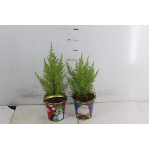COQUETEL PLANTAS ORNAMENTAIS T2