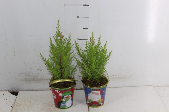 COQUETEL PLANTAS ORNAMENTAIS T2