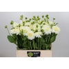 Dahlia Snow Cap