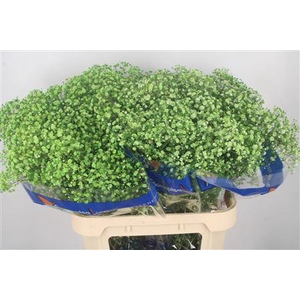 Gyps Klb Apple Green