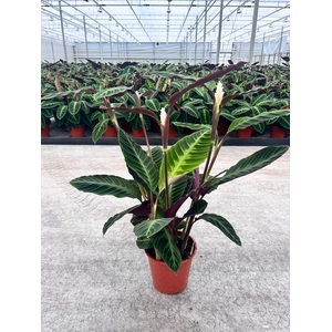 Calathea Warsewiczii +bloem