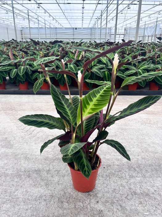 <h4>Calathea Warsewiczii +bloem</h4>