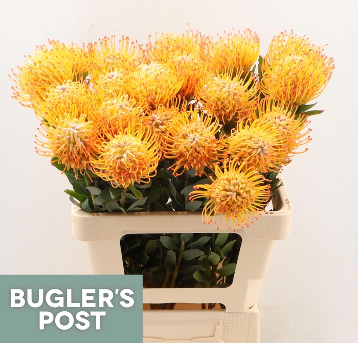 <h4>LEUCO AYOBA SUN</h4>