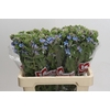 Oxypetalum Tweedia Blue