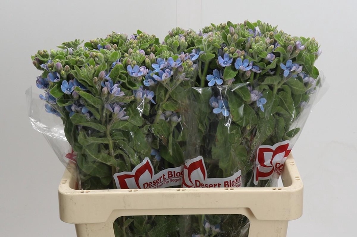 Oxypetalum Tweedia Blue