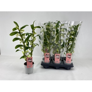Dendrobium Nobile Apollon (Cites) 12Ø 45cm 2st 16f