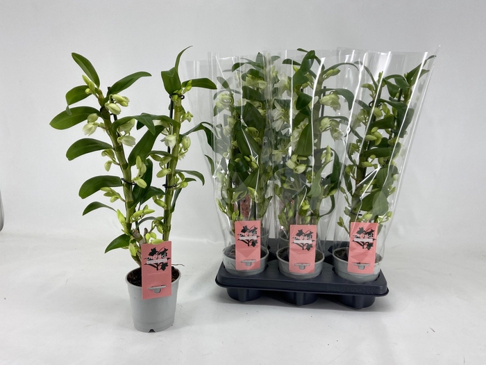 Dendrobium Nobile Apollon (Cites) 12Ø 45cm 2st 16f