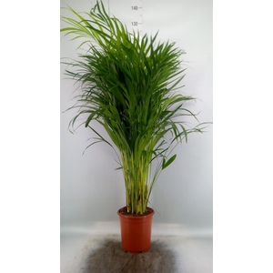 Dypsis lutescens   ...Chrysalidoca