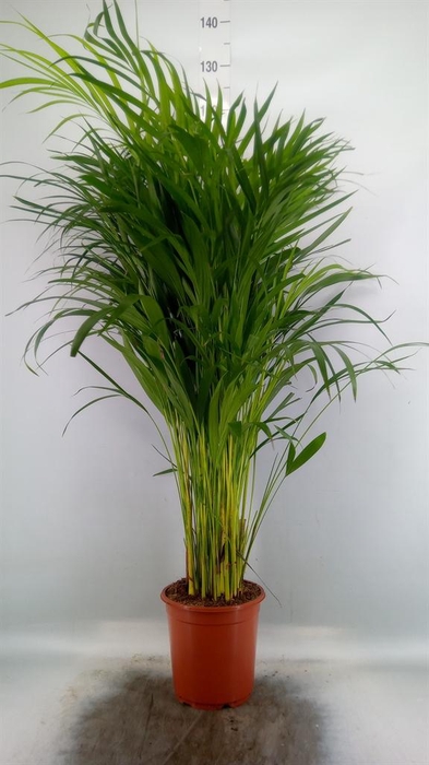 <h4>Dypsis lutescens   ...Chrysalidoca</h4>