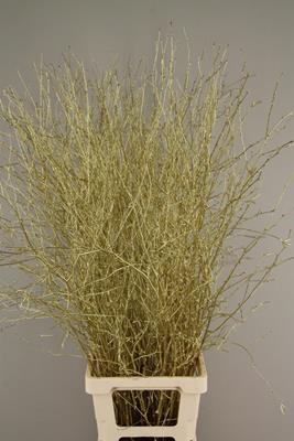 <h4>Betula Bs Gold Fst</h4>