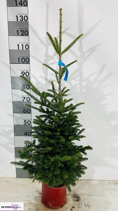 <h4>ABIE FRASERI</h4>