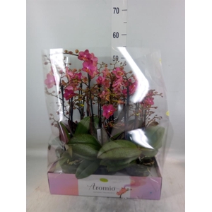 Phalaenopsis multi.   ...orange