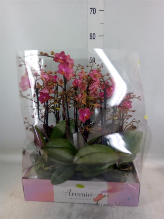 <h4>Phalaenopsis multi.   ...orange</h4>